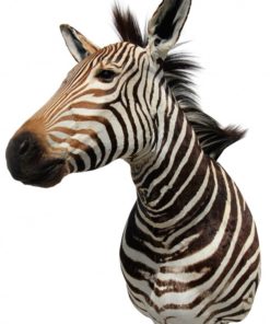 schoudermount-van-een-berg-zebra-