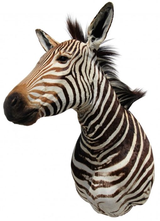 schoudermount-van-een-berg-zebra-