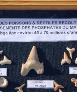 echte -fossielen van- reptielen -en -haaien- 45-70- miljoen -jaar -oud.