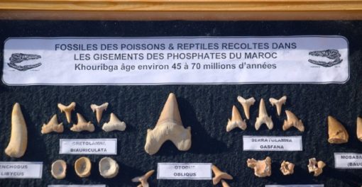 echte -fossielen van- reptielen -en -haaien- 45-70- miljoen -jaar -oud.