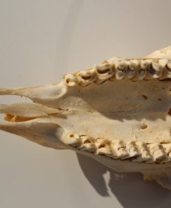 ram-bok-bokkengwei-met-schedel nr 2 (3)