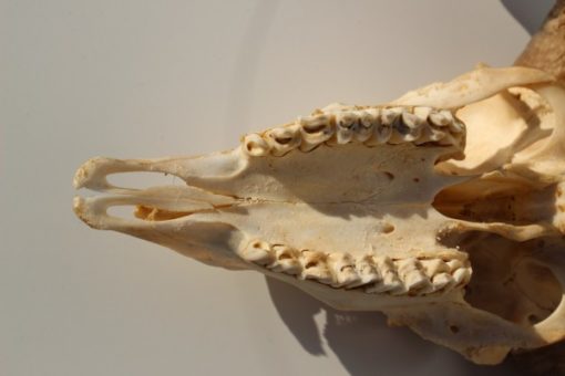 ram-bok-bokkengwei-met-schedel nr 2 (3)