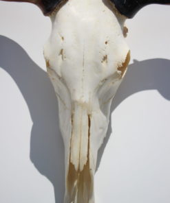 gnu-schedel-afrika-deco-