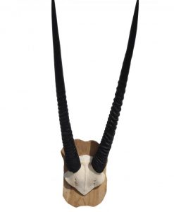 oryx-gemsbok-gewei-hoorns-zwart-op hout