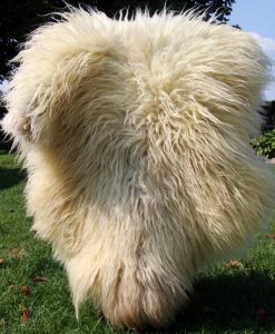 schapenvacht-heideschaap-langharig-ivoorkleur