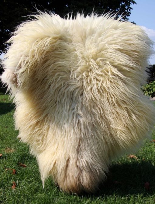 schapenvacht-heideschaap-langharig-ivoorkleur