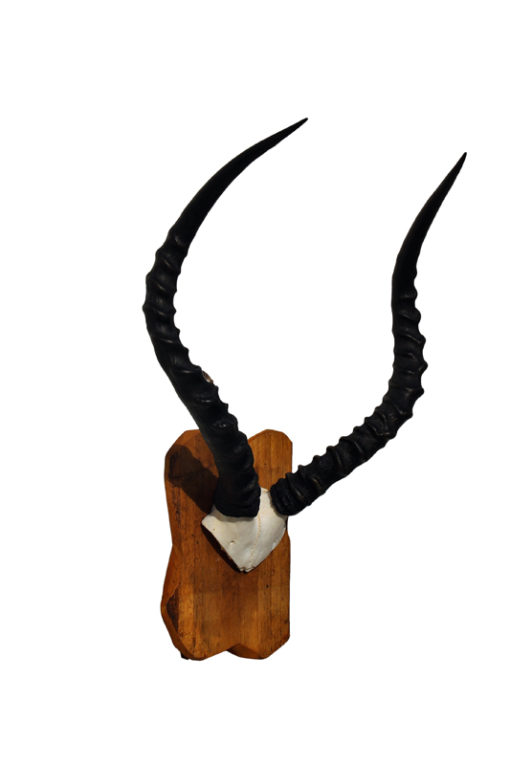 impala-gewei-zwarte-hoorns-afrika-