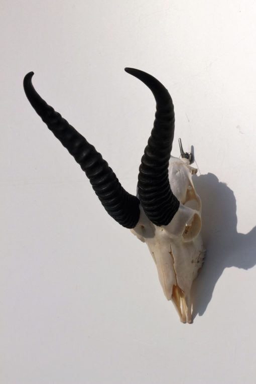 springbok-gewei-wanddecoratie-zwarte- hoorns