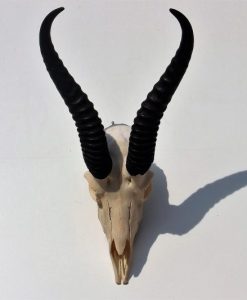 springbok-gewei-wanddecoratie-zwarte- hoorns