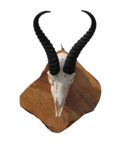 springbok-mounted-gewei-op houten schild