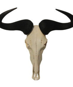 Longhorns-geweien schedels hoorns