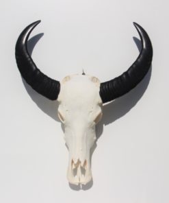 waterbuffel-schedel-zwarte-hoorns-139