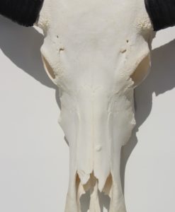 waterbuffel-schedel-zwarte-hoorns-139