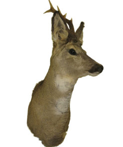 Geweihe und Horner taxidermy