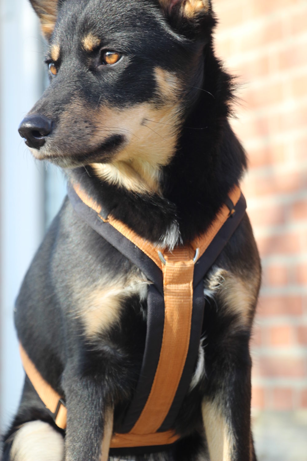 Spanje Vermelding Haarzelf Annyx hondentuig Fun zwart barnsteen maat XL is geschikt voor borstomvang  78 tot 96cm – Het Millus Handelshuis