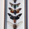 Grote -Cicaden- in- een- glas- vitrine- lijst- met- houten -omranding