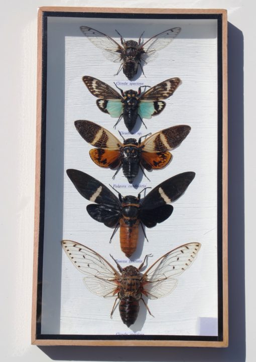 Grote -Cicaden- in- een- glas- vitrine- lijst- met- houten -omranding