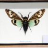 nacht-vlinder-cicade-