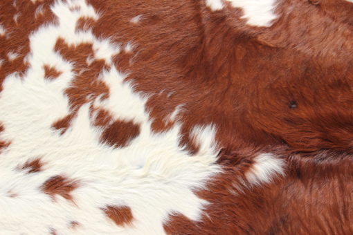 detail foto rood bonte koeienhuid