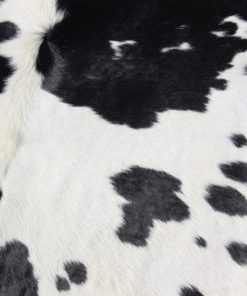 zwart-wit-koeienhuid met kaal plekje