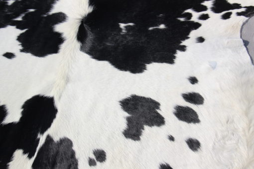 zwart-wit-koeienhuid met kaal plekje