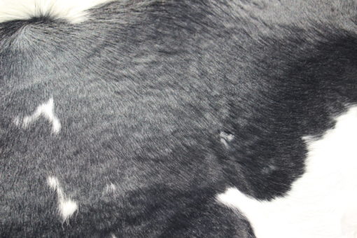 detail-foto-zwart-wit-koeienhuid-klein kaal plekje in de nek