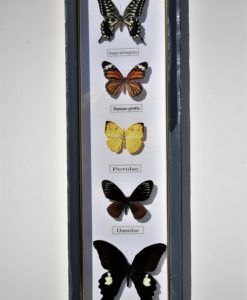 vlinders verzameling in lijst voor aan de muur