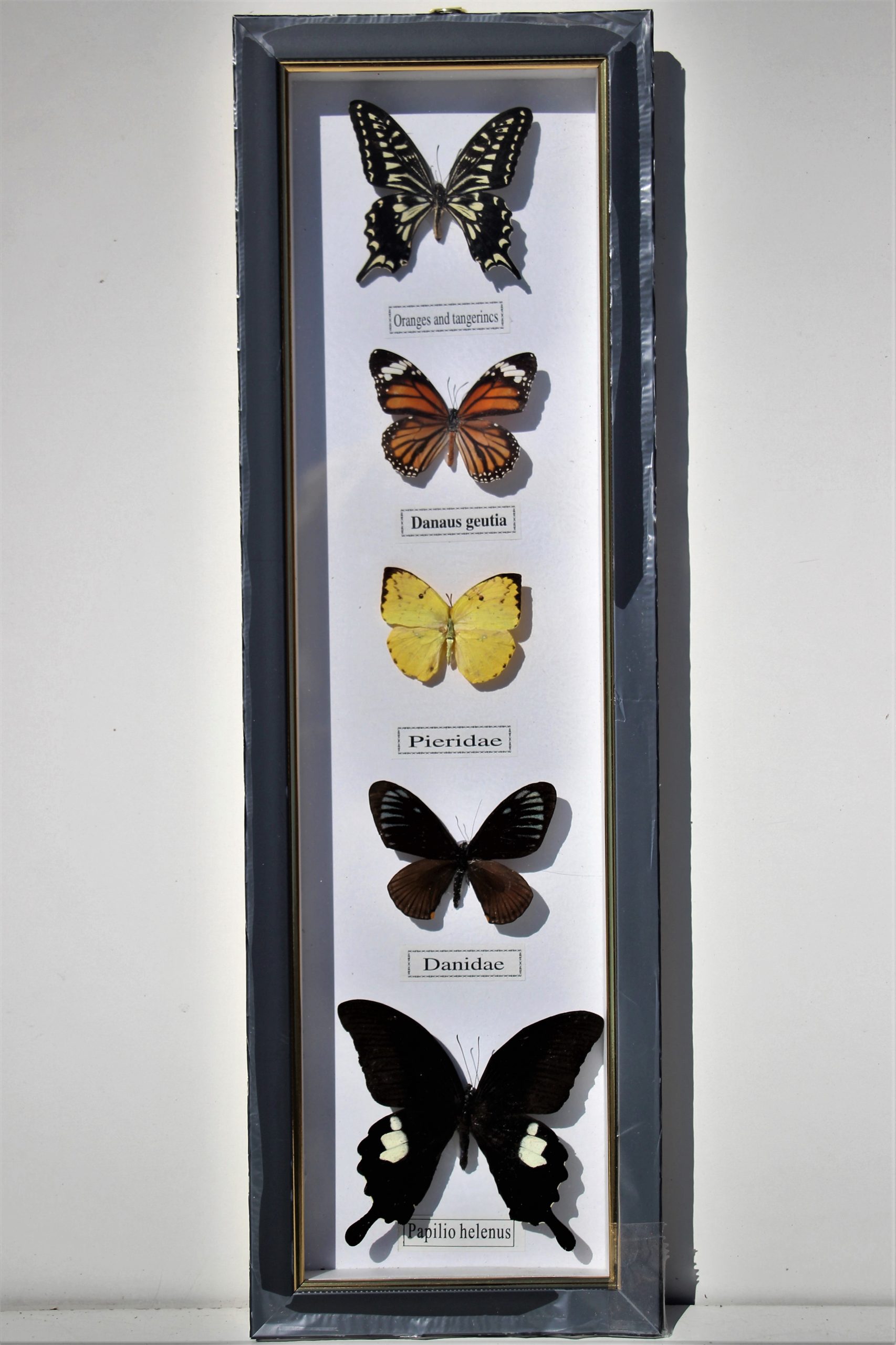 Durven Overtreden koppel Vlinder verzameling mix in langwerpige decoratie lijst 3 – Het Millus  Handelshuis