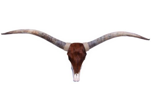 longhorn-stier-bull-met-vacht-