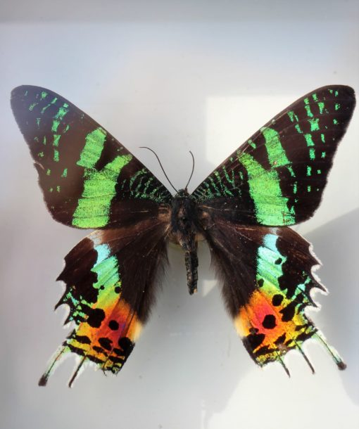 madagascar vlinder