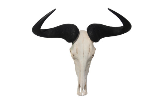 gnu-wildebeest-gewei-schedel-