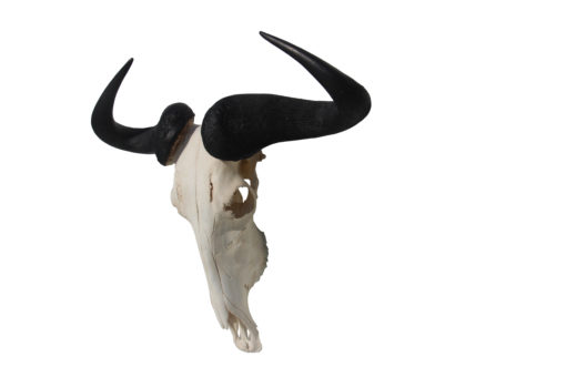 gnu-wildebeest-gewei-schedel-