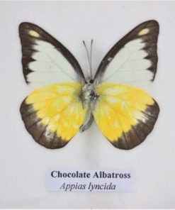 detail-bijzonder mooie vlinder in mat zwarte lijst Hand gemaakt