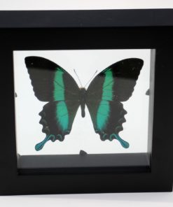 papillio blumei vlinder in luxe diubbelglas lijst-