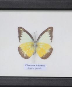 bijzonder mooie vlinder in mat zwarte lijst Hand gemaakt EAN 7061112318400