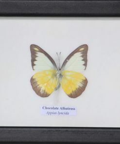 bijzonder mooie vlinder in mat zwarte lijst Hand gemaakt EAN 7061112318400
