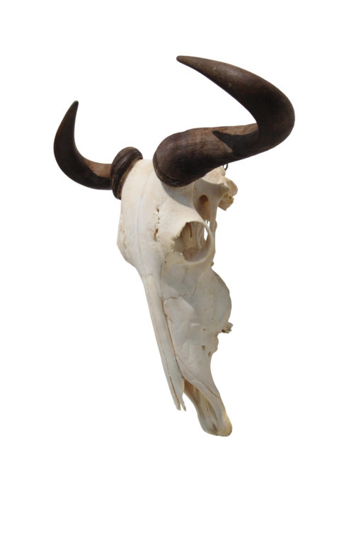 Gnu-wildebeest-wand-decoratie-afrika