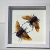 Eupatorus gracilicornis man / vrouw – insect in luxe lijst