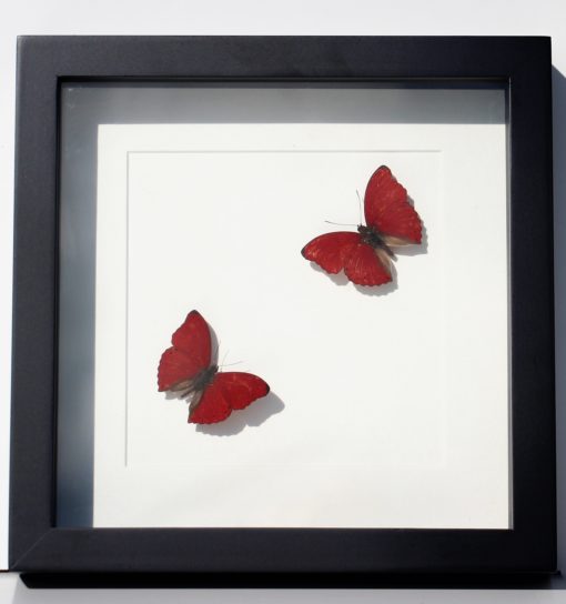 rode-vlinderlijst-