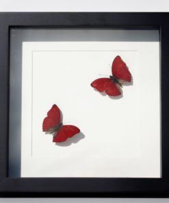 rode-vlinderlijst-