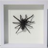 tarantula in luxe lijst-