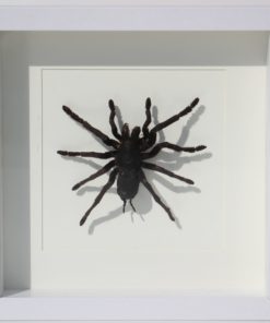 tarantula in luxe lijst-