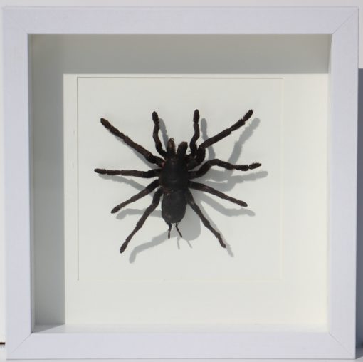 tarantula in luxe lijst-