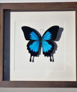 vlinder-papillio-ulyssus