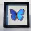 vlinder-xl-blauw-in-luxe-lijst-Morpho didius