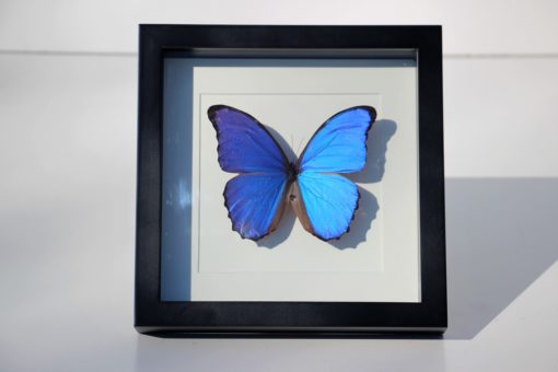 vlinder-xl-blauw-in-luxe-lijst-Morpho didius