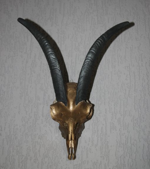 donja-hd-design-ram-bokken-gewei-met zwarte hoorns