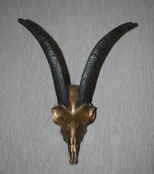 donja-hd-design-ram-bokken-gewei-met zwarte hoorns
