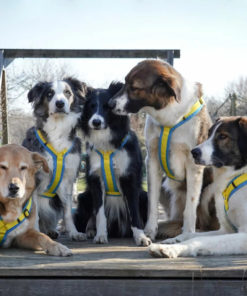 Oekraïne hondentuig Doe mee voor een goed doel en laat de vlag zien