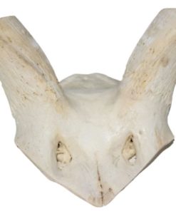 kudu-schedel-